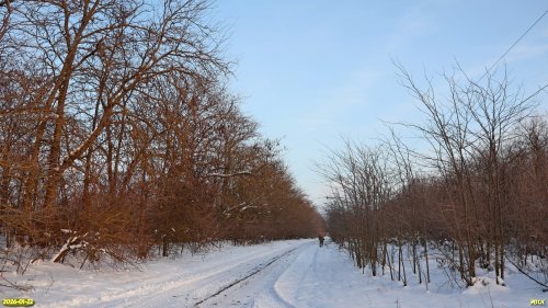 Перспективная ООПТ Роща на улице Грущенковых