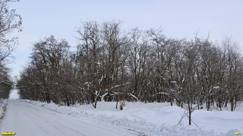 Перспективная ООПТ Южно-Выселковская роща