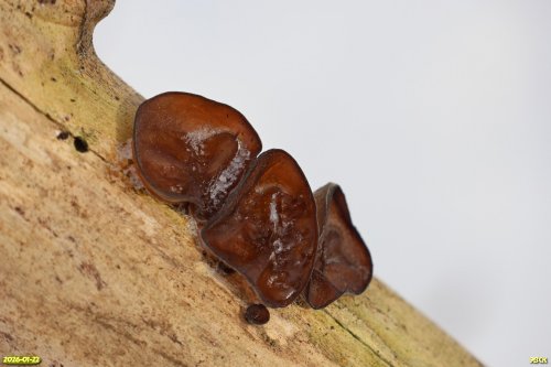 Гриб Иудино ухо в перспективной ООПТ Роща в переулке Вышинского