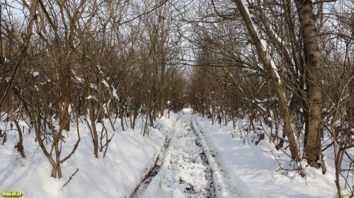 Старая посадка шелковицы в перспективной ООПТ Веселовыселковский лес