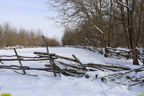 Самозахваченный под пастбище участок в перспективной ООПТ Веселовыселковский лес