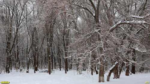 Перспективная ООПТ Новорождественский лес