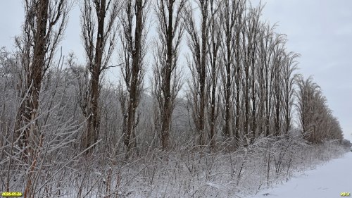 Ряд пирамидальных тополей в перспективной ООПТ Роща на улице Лесной