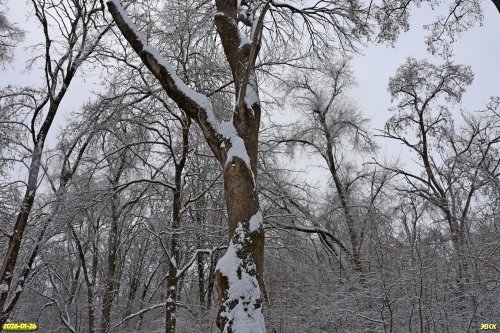 Перспективная ООПТ Роща на улице Лесной