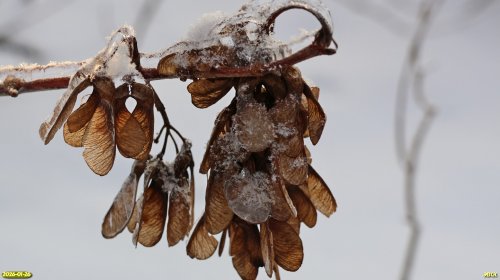 Семена клёна в перспективной ООПТ Узловой лес