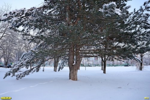 Перспективная ООПТ Роща на улице Ударников