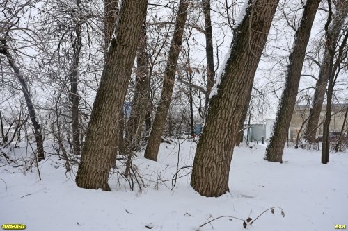 Перспективная ООПТ Восточно-Парковская роща