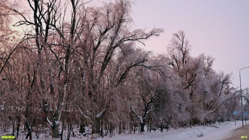 Перспективная ООПТ Роща на улице Гаражной