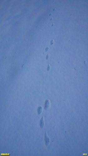 Следы зайца-русака в перспективной ООПТ Северо-Тихорецкая роща