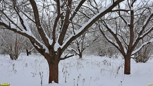 Перспективная ООПТ Роща на улице Алексеевской