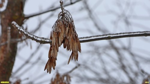 Семена ясеня в перспективной ООПТ Роща на улице Алексеевской