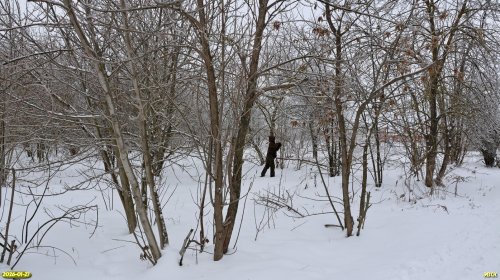 Перспективная ООПТ Роща на улице Свободной 