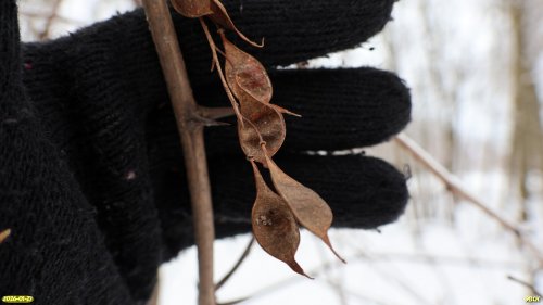 Перспективная ООПТ Роща в Юго-Восточном городке