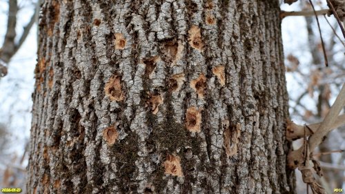 Повреждённая ясеневой златкой кора ясеня в перспективной ООПТ Роща в переулке Школьный