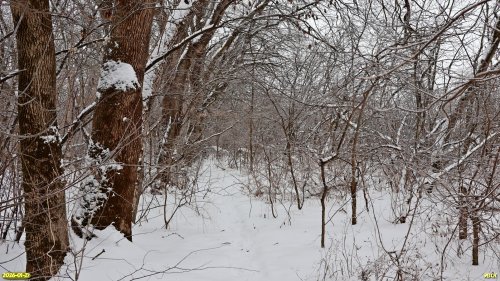 Перспективная ООПТ Роща в переулке Школьный