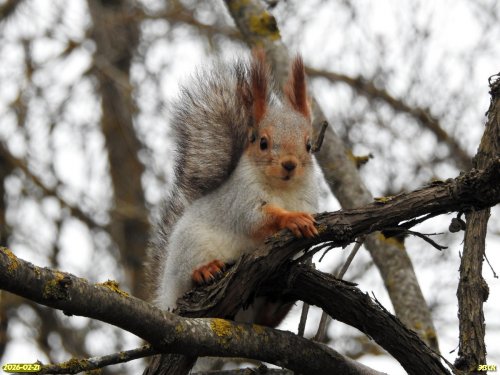 Белка обыкновенная в перспективной ООПТ Вершина балки Сула