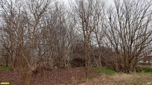 Перспективная ООПТ Роща на улице Брусничной