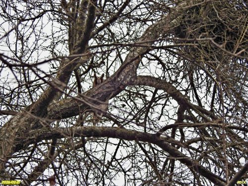 Ушастая сова в перспективной ООПТ Сквер Победителей