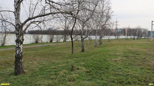 Перспективная ООПТ Калининский берёзовый сквер