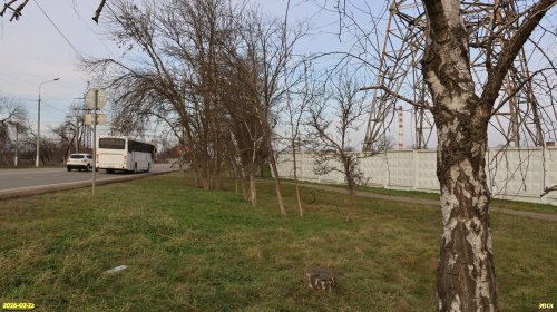 Перспективная ООПТ Калининский берёзовый сквер