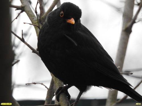 Чёрный дрозд в перспективной ООПТ Сквер Спутник