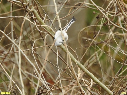 Певчая птица ополовник в перспективной ООПТ Яловое Колено