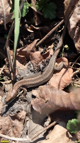 Луговая ящерица в перспективной ООПТ Водниковская ореховая аллея