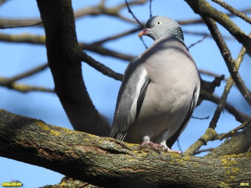 Вяхирь в перспективной ООПТ Прогрессовская дубрава