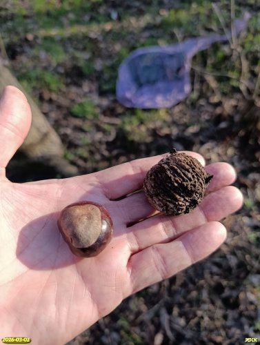 Плоды каштана конского и ореха чёрного в перспективной ООПТ Березовский парк
