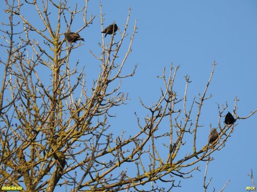 Скворцы обыкновенные в перспективной ООПТ Северо-Прогрессовская аллея