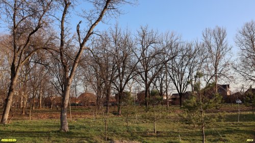 Перспективная ООПТ Чернышёвский сквер