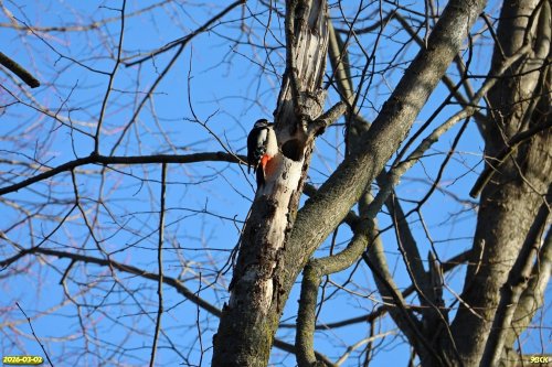 Большой пёстрый дятел в перспективной ООПТ Парк на улице Профессора Малигонова
