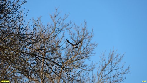 Сойка в перспективной ООПТ Городской сад Сосновый (расширение)