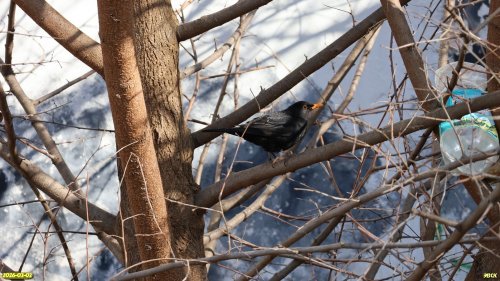 Чёрный дрозд в перспективной ООПТ Водниковский сквер