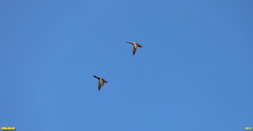 Кряквы над перспективной ООПТ Водниковский пруд 