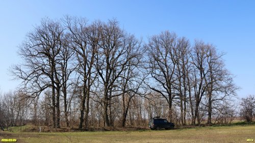 Перспективная ООПТ Восходный дубняк