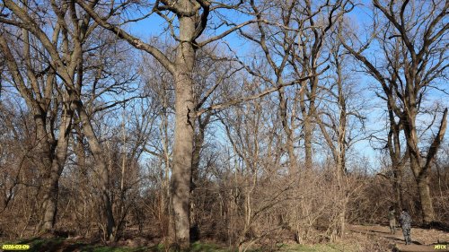 Перспективная ООПТ Новотитаровская дубрава