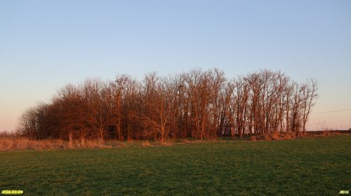 Перспективная ООПТ Ильченкова роща