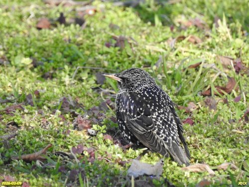 Скворец в перспективной ООПТ Центральный сквер хутора Карла Маркса