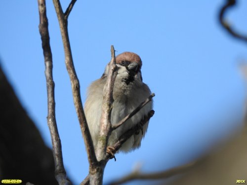 Полевой воробей в перспективной ООПТ Центральный сквер хутора Карла Маркса