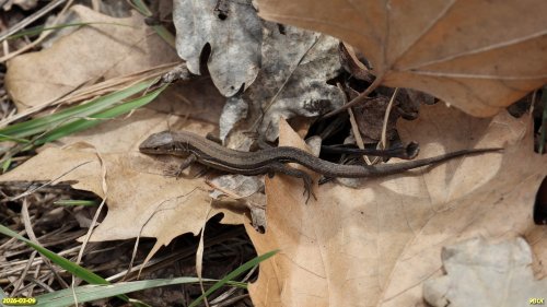 Луговая ящерица в перспективной ООПТ Восточно-Новотитаровский курган