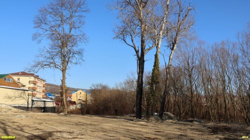 Перспективная ООПТ Роща на улице Мостовой