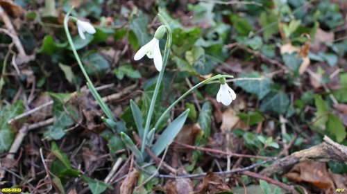 Подснежник королевы Ольги в перспективной ООПТ Роща на улице Мостовой