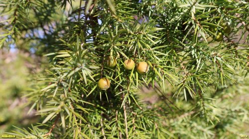 Можжевельник дельтовидный в перспективной ООПТ Гора Школьная (расширение)