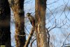 Большой пёстрый дятел в перспективной ООПТ Греческая щель и гора Пролетарская