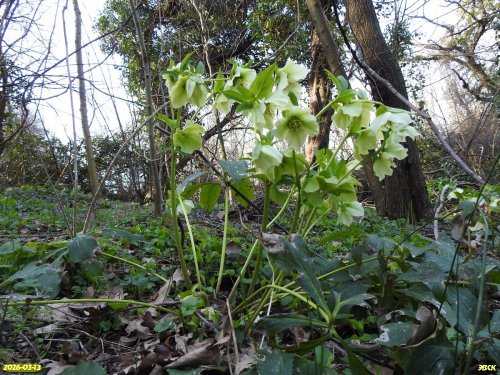 Морозник восточный в перспективной ООПТ Звездногорский лес