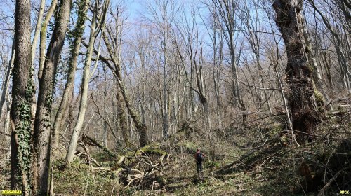 Перспективная ООПТ Скала Тренировочная (расширение)