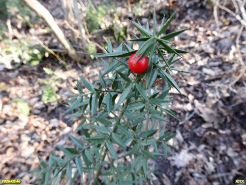 Иглица колючая в перспективной ООПТ Южненский лес