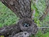 Гнездо чёрного дрозда с кладкой в перспективной ООПТ Афипский лес