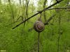 Улитка пёстрая в перспективной ООПТ Чмерёвский лес 